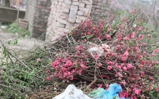 Nông dân Nhật Tân: "Xin hãy mua đào để chúng tôi có Tết!"